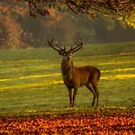 بيت للعطل Les 12 Bois Du Cerf Tailles