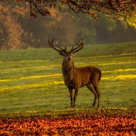 Feriehus Les 12 Bois Du Cerf Tailles