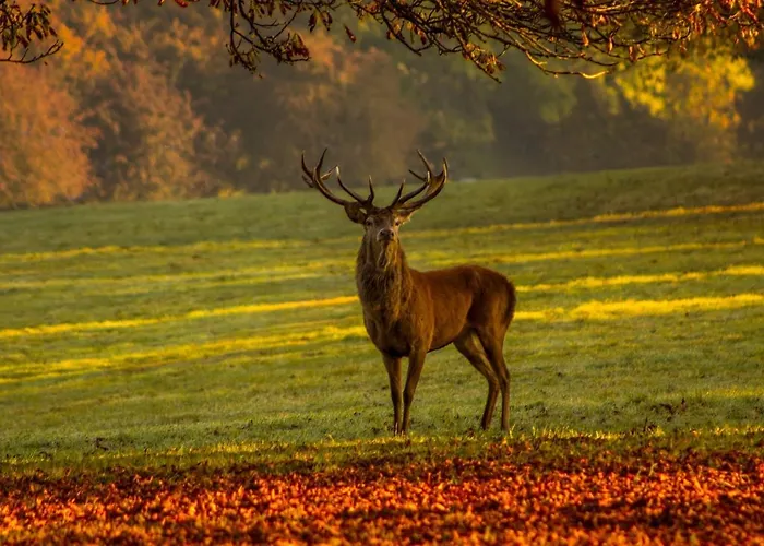 別荘 Les 12 Bois Du Cerf Tailles